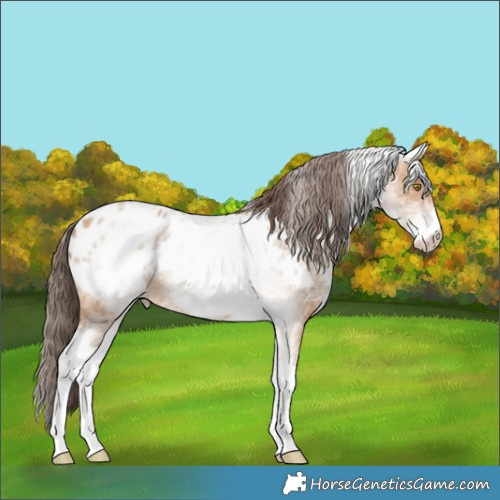 Horse Color:White Spotted Amber Champagne Appaloosa 