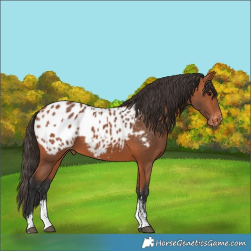Horse Color:Bay Sabino Appaloosa