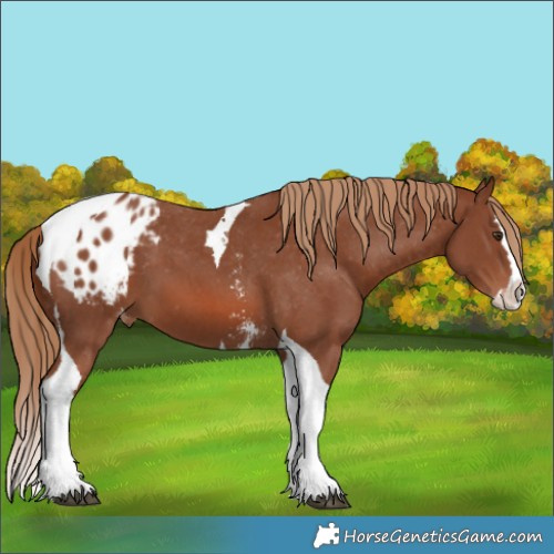 Horse Color:Chestnut Sabino Splash Tobiano Appaloosa