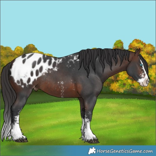 Horse Color:Brown Sabino Splash Appaloosa Rabicano 