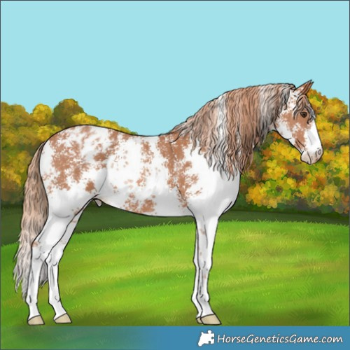 Horse Color:Chestnut Sabino Appaloosa 