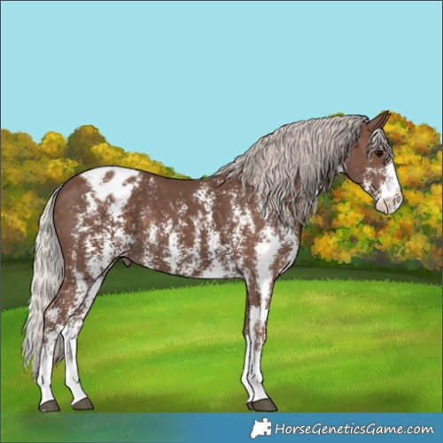 Horse Color:Silver Black Sabino Splash Appaloosa 