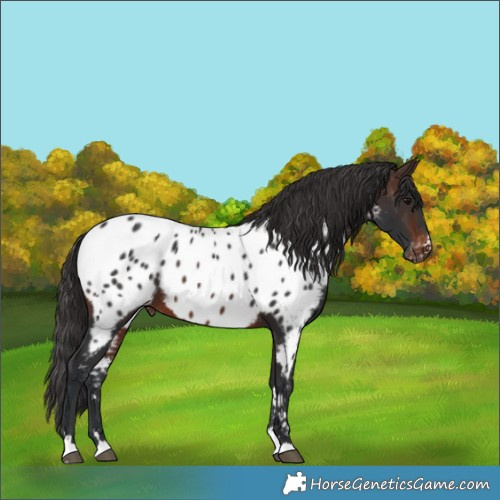 Horse Color:Brown Appaloosa 