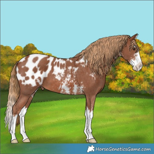 Horse Color:Chestnut Sabino Splash Appaloosa 