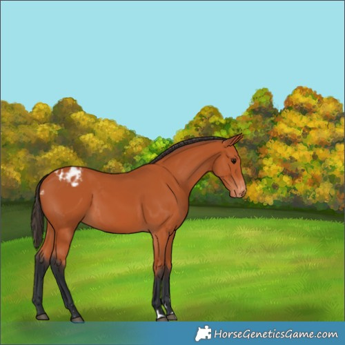 Horse Color:Bay Appaloosa 