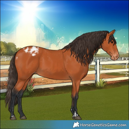 Horse Color:Bay Varnish 