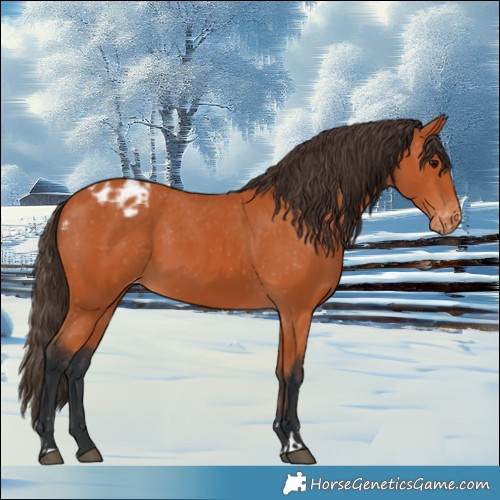 Horse Color:Bay Varnish 