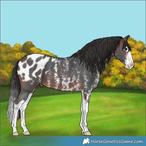 Horse Color:Brown Sabino Splash Appaloosa 