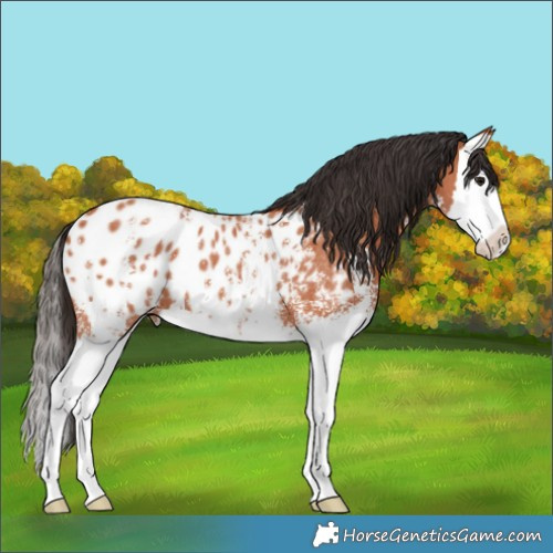 Horse Color:Bay Sabino Splash Appaloosa 