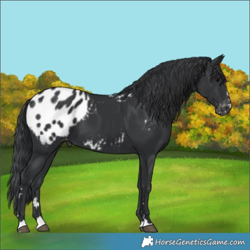 Horse Color:Black Appaloosa 
