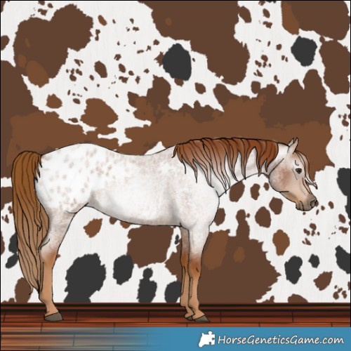 Horse Color:Gray Red Roan Blanket 