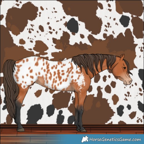 Horse Color:Bay Near Leopard 