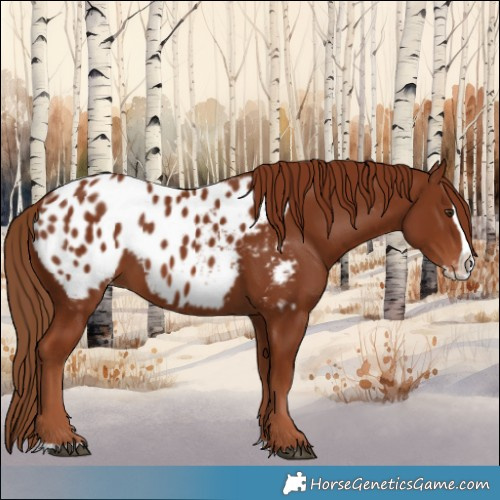 Horse Color:Chestnut Splash Appaloosa