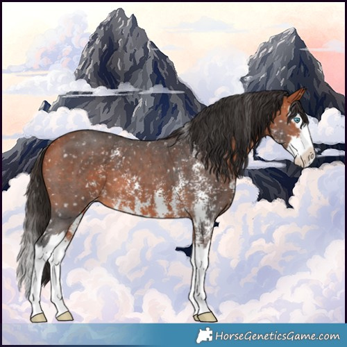 Horse Color:Bay Sabino Splash Appaloosa