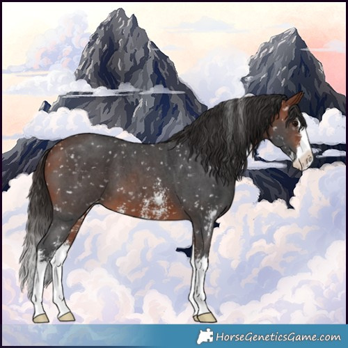 Horse Color:Bay Sabino Splash Appaloosa 