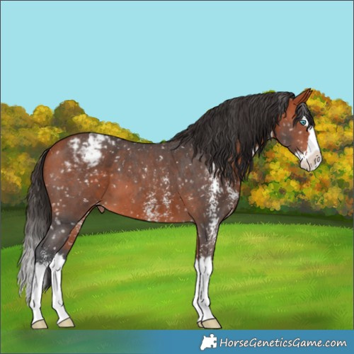 Horse Color:Bay Sabino Splash Appaloosa 
