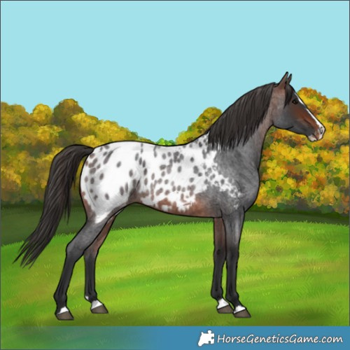 Horse Color:Brown Roan Splash Appaloosa 