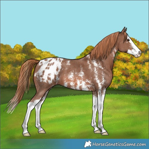 Horse Color:Chestnut Sabino Splash Appaloosa 