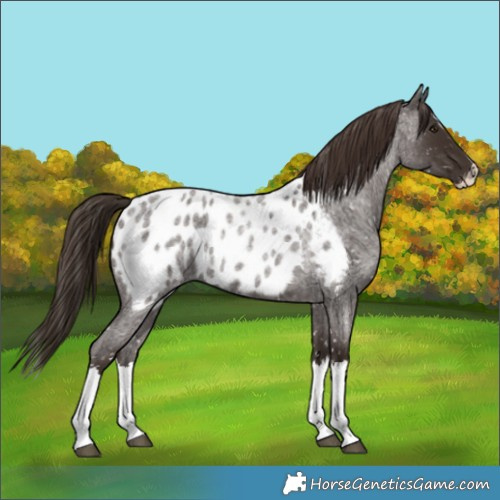 Horse Color:Liver Red Roan Splash Appaloosa 