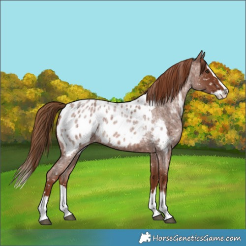 Horse Color:Red Roan Splash Appaloosa