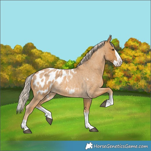 Horse Color:Palomino Roan Splash Appaloosa 