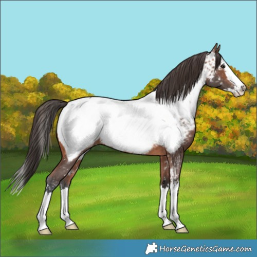 Horse Color:Bay Sabino Splash Appaloosa 