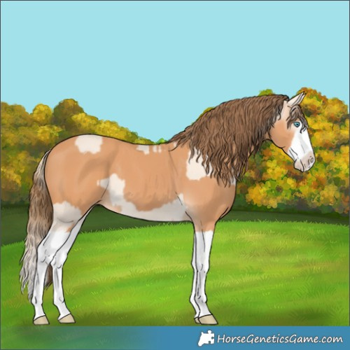 Horse Color:Perlino Splash  and Gray Perlino Splash 