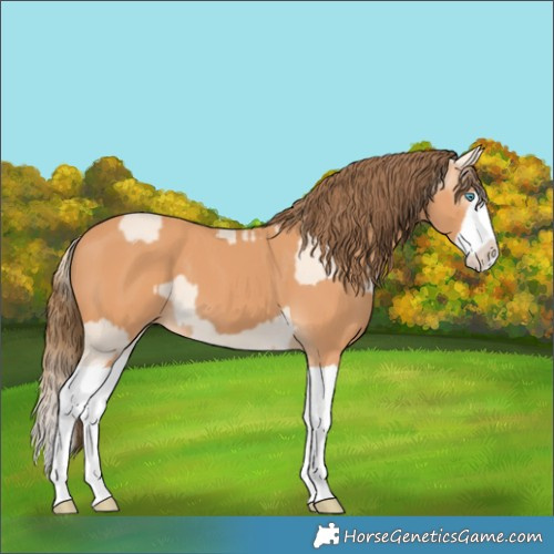 Horse Color:Perlino Splash  and Gray Perlino Splash 