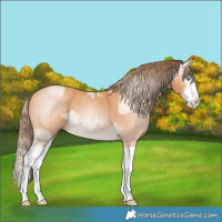 Horse Color:Perlino Splash  and Gray Perlino Splash 
