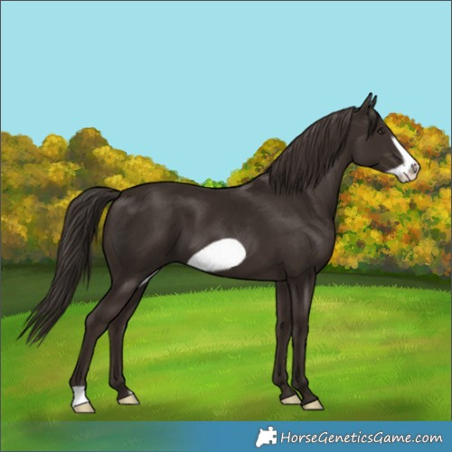 Horse Color:Liver Chestnut Frame