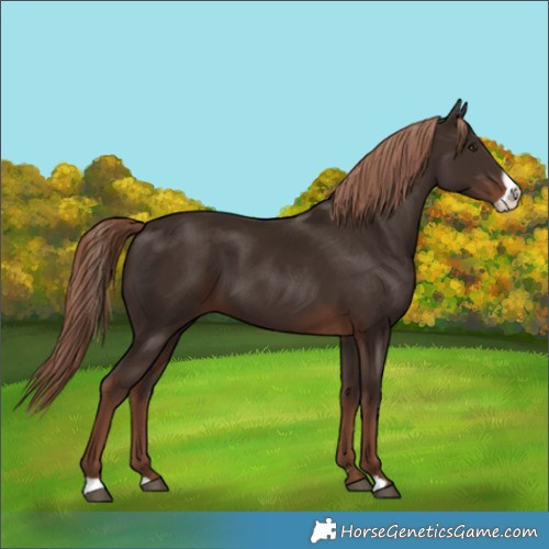 Horse Color:Liver Chestnut Frame 