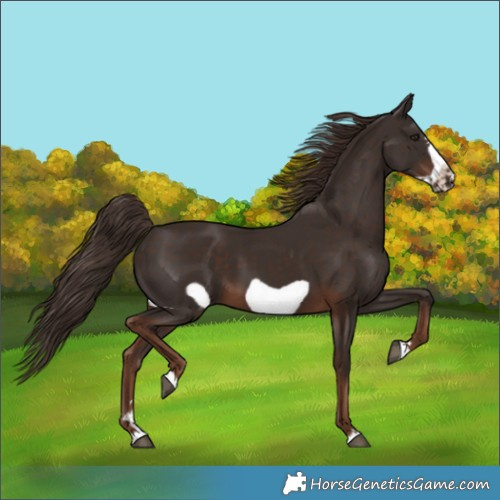 Horse Color:Liver Chestnut Frame 