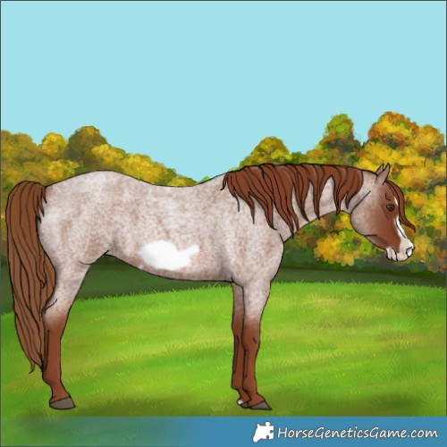 Horse Color:Red Roan Frame 