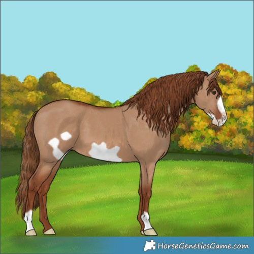 Horse Color:Red Dun Frame 