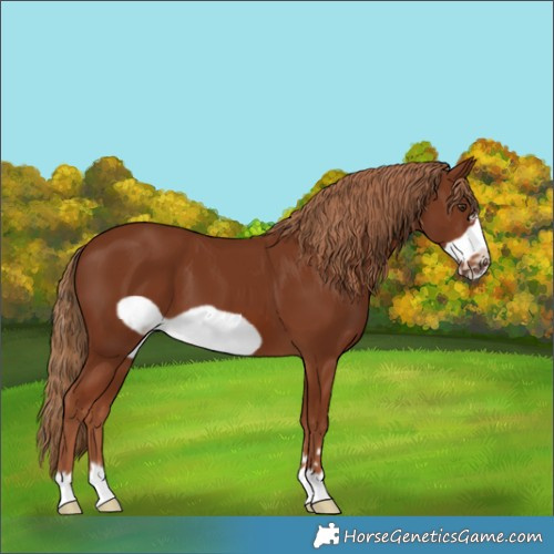 Horse Color:Chestnut Frame 