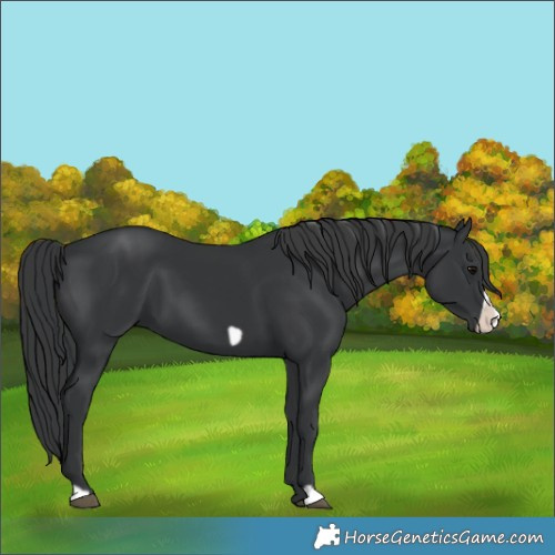 Horse Color:Black Frame 