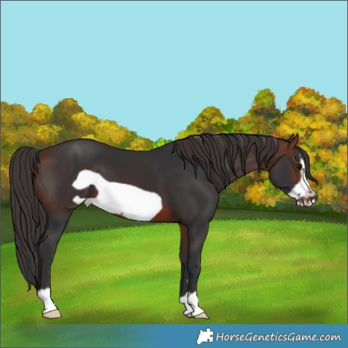 Horse Color:Brown Frame 