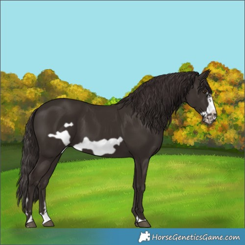 Horse Color:Liver Chestnut Frame 