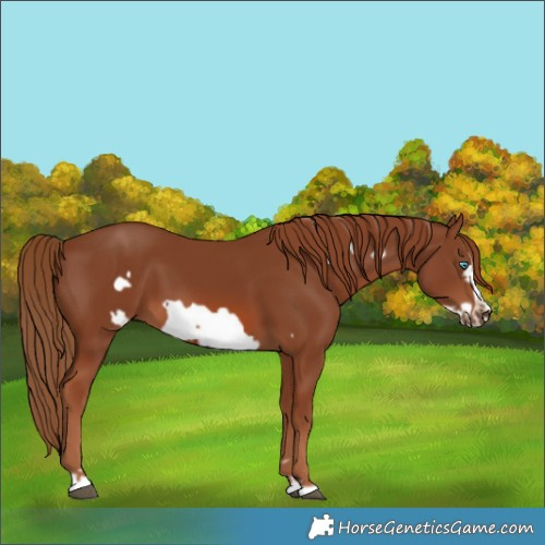 Horse Color:Chestnut Frame 