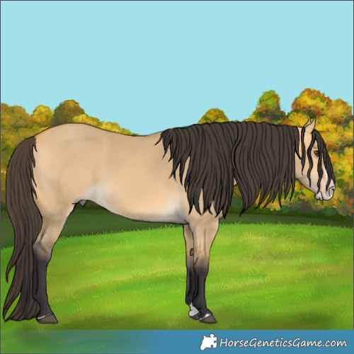 Horse Color:Buckskin Dun Splash 