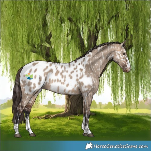 Horse Color:Silver Brown Dun Appaloosa  and Brown Dun Appaloosa 