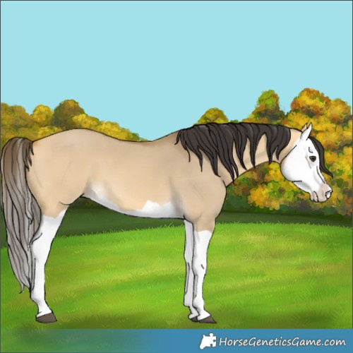 Horse Color:Buckskin Dun Splash 