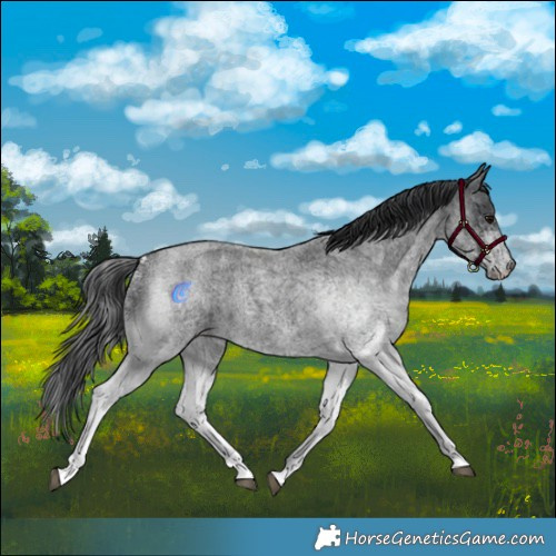 Horse Color:White Spotted Blue Roan