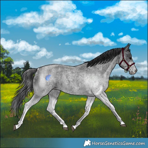Horse Color:White Spotted Blue Roan 