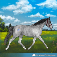 Horse Color:White Spotted Blue Roan