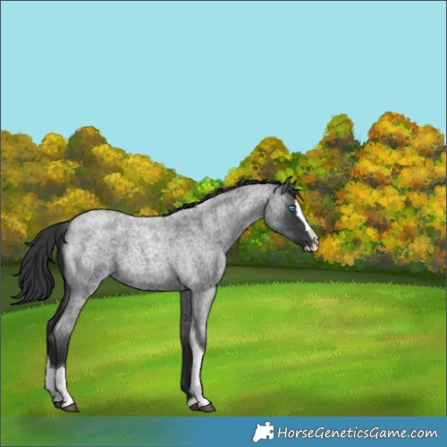 Horse Color:Blue Roan Splash Tobiano 