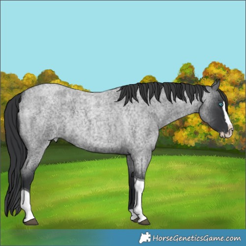 Horse Color:Blue Roan Splash Tobiano 