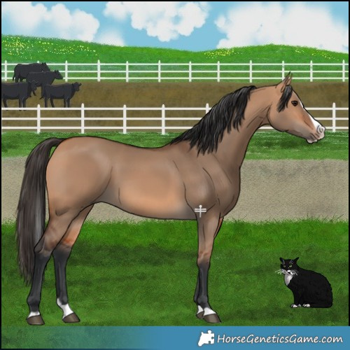 Horse Color:Bay Dun Splash 