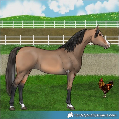 Horse Color:Bay Dun Splash 