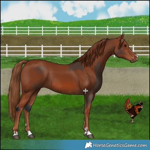 Horse Color:Bay Rabicano and Chestnut Rabicano